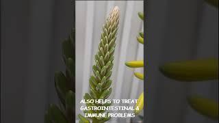 Aloe Vera Flower blooming and Benefits #shorts