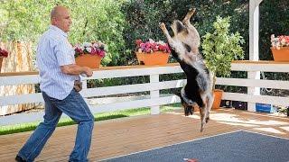 Home & Family - Extreme Dog Tricks with Omar Von Muller & Jumpy the Dog