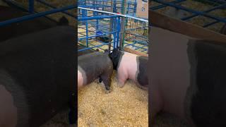 Dancing piggies