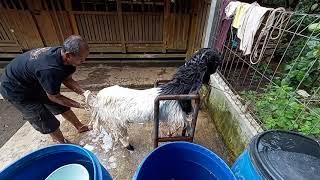 Berguru ke sang maestro seniman etawa, Bapak suyanto goridampyak. mandiin anak jagat satrio