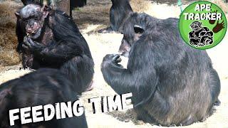 Join The Chimpanzees For Breakfast At Chester Zoo!