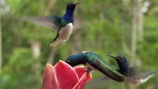 Spectacular White-necked Jacobin