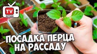 Хитсад ТВ - ПОСАДКА ПЕРЦА Полная видео инструкция️ Мастер-класс