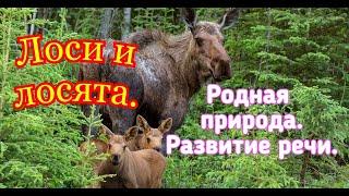 Лоси и лосята .Родная природа. Познаем мир ,развиваем речь.#yotube #лоси #лосята #детям #Elk and elk