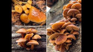 Februar 2019: Samtfußrübling, Winterrübling, Winterlinge, Flammulina velutipes, Collybia velutipes