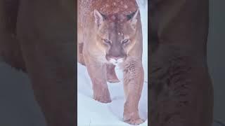 Rare Cougar Braves Blizzard | Mountain Lion's Winter Journey