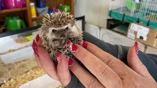 Juniper’s baby hedgehogs