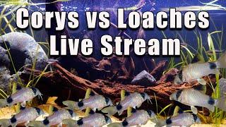 [LIVE]  Cory Cats vs Loaches! Plus a Fish Q&A!