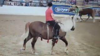 Black Forest Draft Horses at Breyerfest 2022 (Schwarzwaelder Kaltblut)