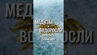 Чёрное море заполнили медузы и водоросли