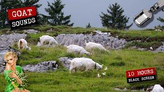 Goats in the meadow  10 hours of goat sounds