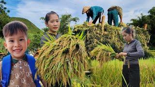 Single mother helps neighbors harvest rice - single mother life.