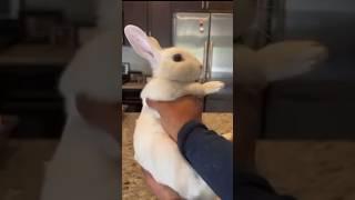 WHEN YOU LOVE THE BUNNY #bunny #rabbit #cute #lunch #white #eating #cooking #laugh #jokes #comedy