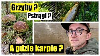 Czy to koniec z karpiami ?