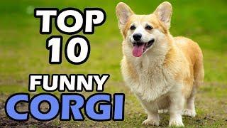 TOP 10 FUNNY CORGI VIDEOS