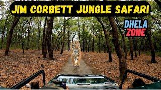 Chasing 4 tigers in Jungle Safari | Jim Corbett Monsoon safari | Dhela Zone