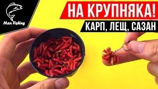 Опарыш на волосе! Наживка на КРУПНОГО Карпа, Леща, Сазана, Карася 