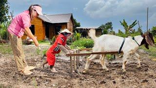 Cutis take Goat plows the land & grow vegetables on farm