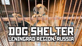 Stray Dogs. Volunteering in Dog Shelter. Leningrad Region, Russia