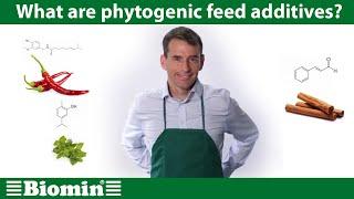 What are phytogenic feed additives? [Your Animal Nutrition Questions Answered]