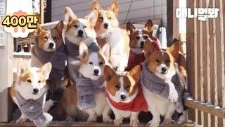 Welsh Corgi Dogs Made A Group Purchase Of Mufflers For Winter