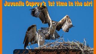 Juvenile Osprey Hovers Over Nest for the 1st Time!