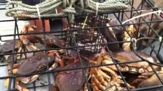 25 Crab in First Trap