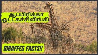 Facts about African Giraffe | Jungle Dream Tamil | South Africa