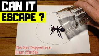 Ant Trapped in Pen Circle - Can it Escape ?