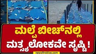 Udupi : ಅಲೆಗಳ ಜೊತೆ ತೀರ ಸೇರಿದ ಲಕ್ಷಾಂತರ ಮೀನು | Malpe Beach | Storm Effect | @newsfirstkannada