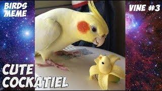 CUTE COCKATIEL | PEEKABOO | МИЛЫЕ И ВЕСЁЛЫЕ КОРЕЛЛЫ