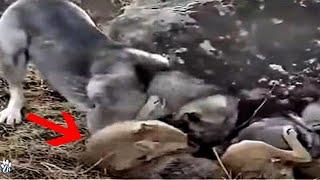 Kangal Obliterates A Wolf | Kangal vs wolf fight!!!