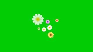 Flowers in bloom green screen (3)