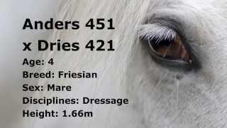 Horse for sale: Anders 451 x Dries 421