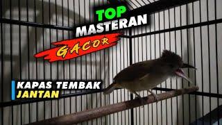 Top Masteran || Kapas Tembak JANTAN Gacor