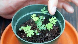 Mimosa Pudica (Shy Plant) Moves When You Touch It! | Full Grow Guide