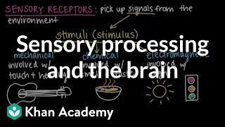 Sensory processing and the brain | Cells and organisms | Middle school biology | Khan Academy