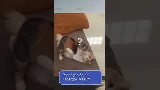 Viral Pasangan Sejoli Kepergok Mesum