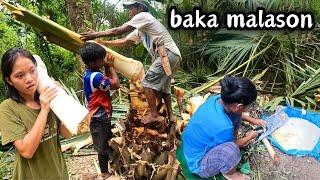 Bawal kainin kapag natayuan ng Bahay at Harvest ng Ubod ng Buli | BUHAY SA BUNDOK | BUHAY PROBINSYA