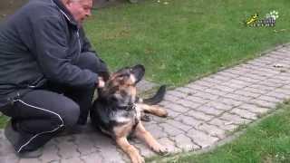 Собака для охраны, как отучить щенка кусаться