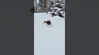 Щенок кавказской овчарки пробивается сквозь глубокий снег к любимой хозяйке)#dog #snow