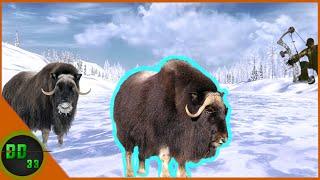 This Is How Awesome Muskox Will Be! Call Of The Wild