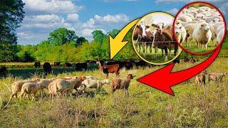 Why Grazing Sheep & Cattle Together Could Revolutionize Your Farm