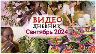 ВИДЕОДНЕВНИК цветовода | Сентябрь 2024