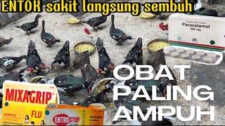 JANGAN PANIK!!! Entok sakit pasti sembuh dengan obat ini