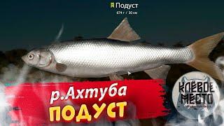 Русская рыбалка 4 - Фарм | р. Ахтуба Подуст |- рр4 подуст река ахтуба