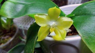 Very fragrant phalaenopsis hybrid with long name