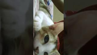 little  pussy  cat #music #bollywood #song #cat #love