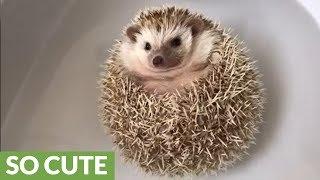 Floating hedgehog really enjoys bath time