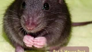 Perth Rat, Mouse & Rodent Pest Control